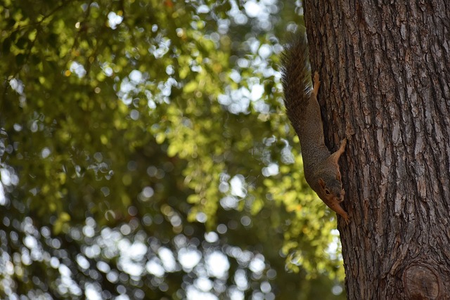 謝菲爾德星 謝菲爾德星